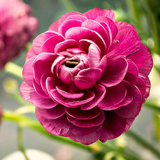 Схема вышивки «Цветок»