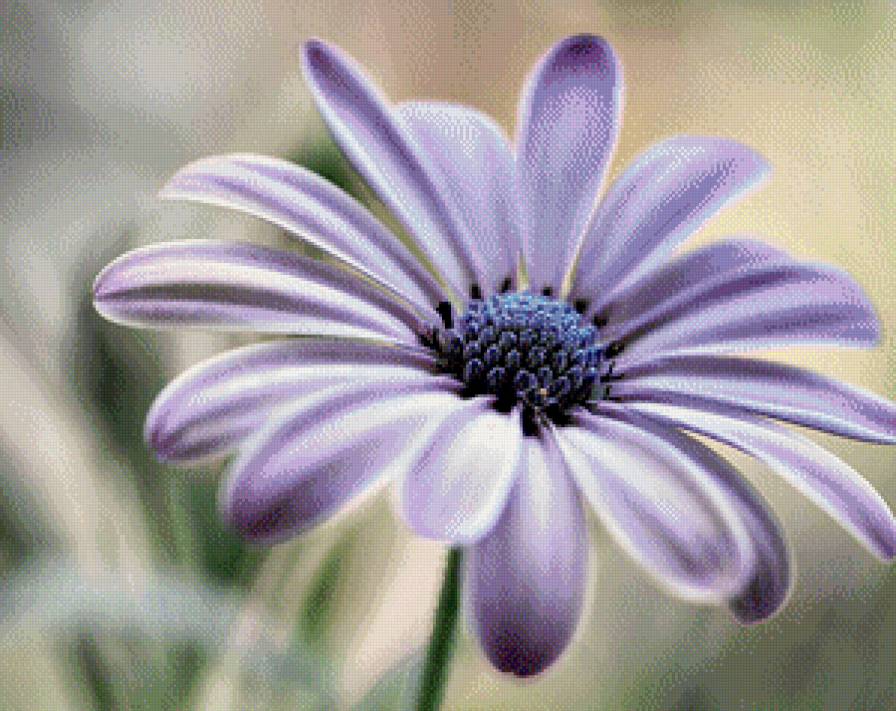 Цветок - цветы - предпросмотр