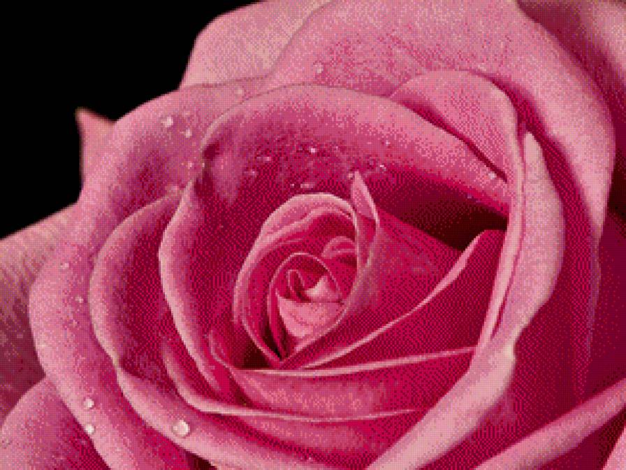 Цветок - цветы - предпросмотр