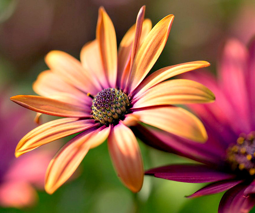 Цветок - цветы - оригинал