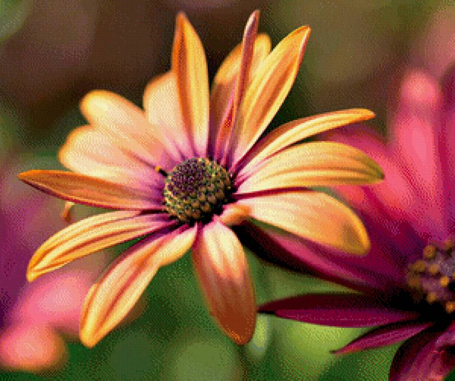 Цветок - цветы - предпросмотр