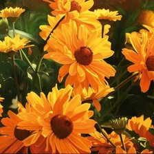 цветы солнца