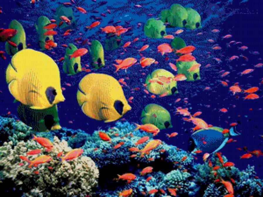 №858896 - подводный мир, море, рыбки - предпросмотр