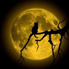 Кот на фоне луны - оригинал