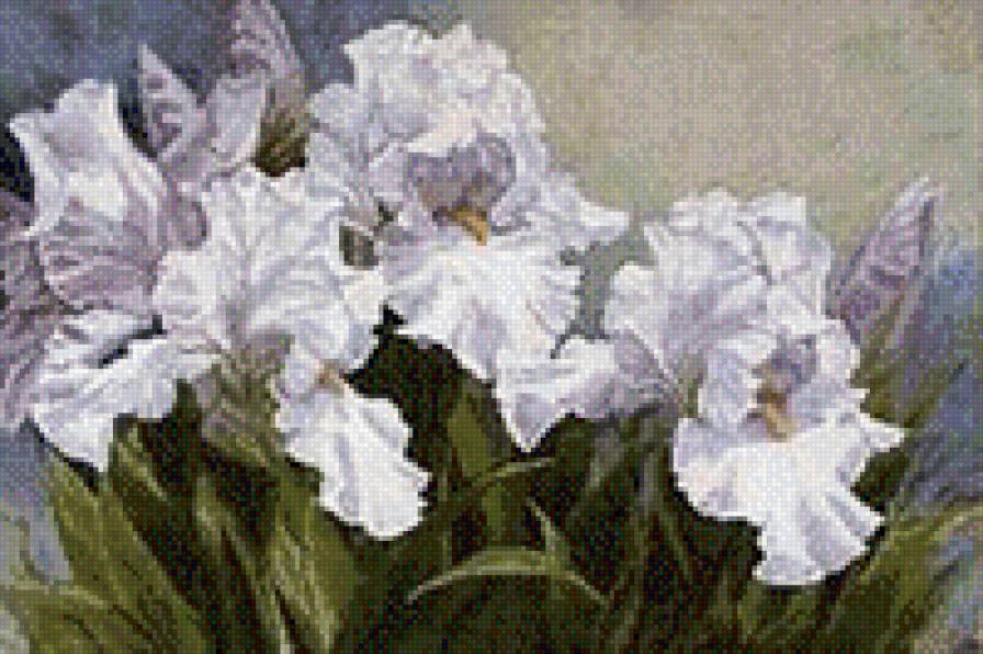 ирисы - ирисы, цветы - предпросмотр