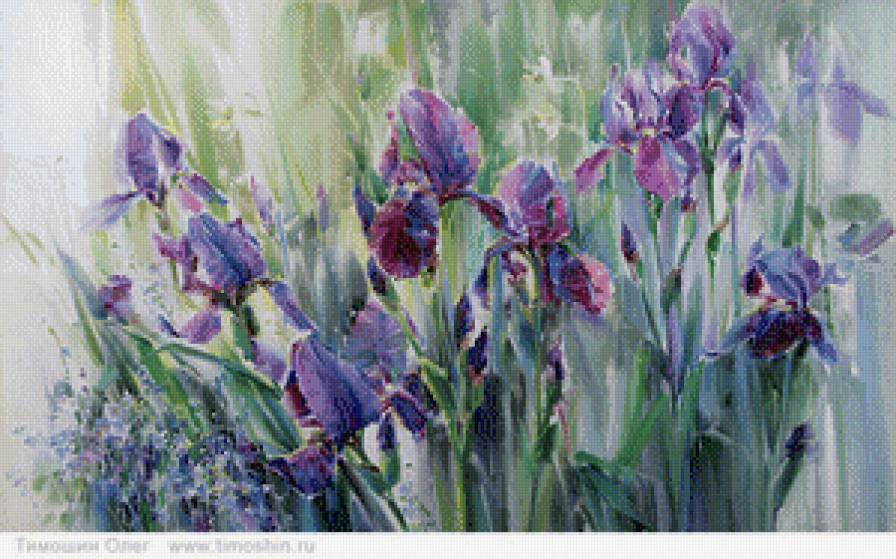 ирисы - цветы, ирисы - предпросмотр