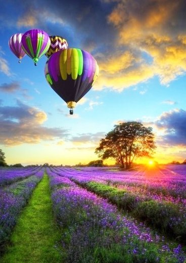 Воздушные шары над лавандовым полем - лаванда, поле, воздушный, шар, закат - оригинал