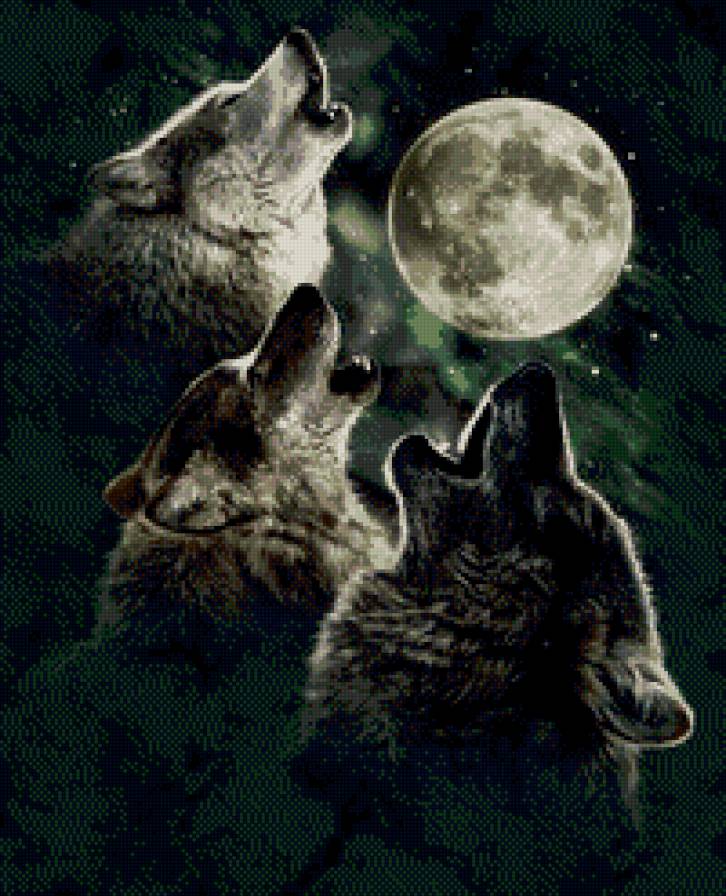 Волки и луна - хищники, волки, луна - предпросмотр