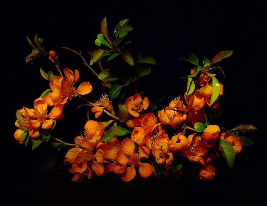 Цвет - оригинал