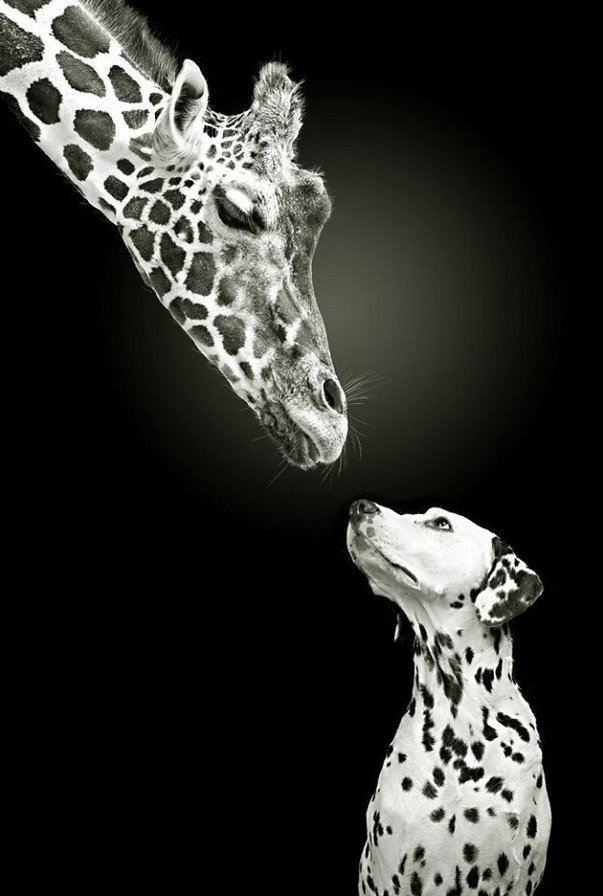 Жираф и долматин - животные, собаки, долматин, жираф - оригинал