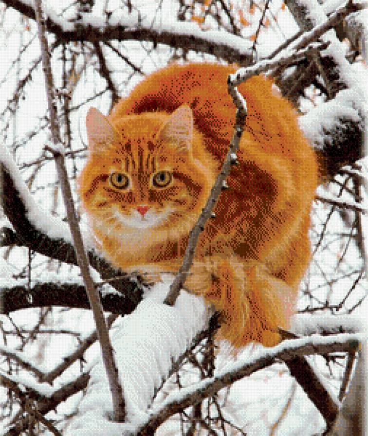 Рыжик - зима, рыжий кот, кошки, животные - предпросмотр