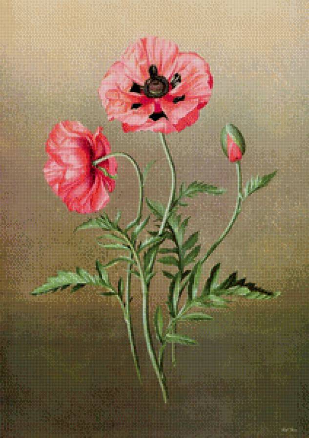 мак - цветы, мак - предпросмотр