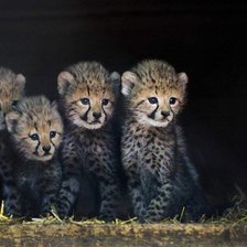 Схема вышивки «Гепарды»