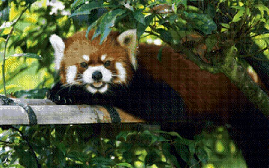 Милый мишка - животные, деревья, зелень, мишки, листья, природа - предпросмотр