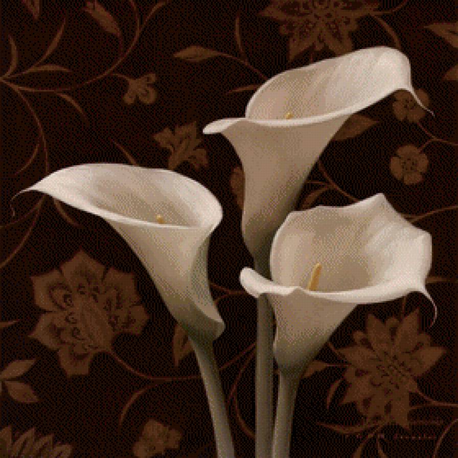 каллы - каллы, цветы - предпросмотр