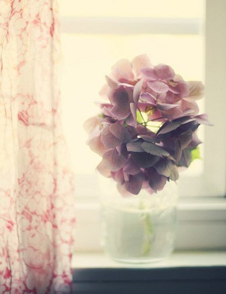 №859912 - окно, цветы - оригинал