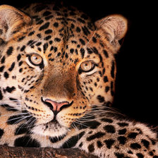 Схема вышивки «кошка»