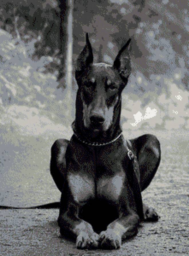 Доберман - собака, друг, животные, доберман - предпросмотр