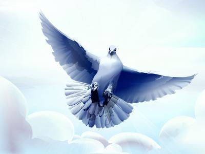 Голубь - мир, голубь, небо, птицы - оригинал