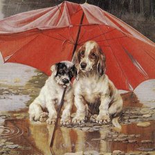 Собаки под дождем