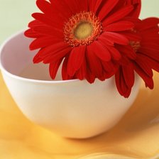 Схема вышивки «Гербера в чашке»