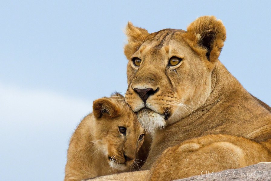 львица+львенок отражение - оригинал