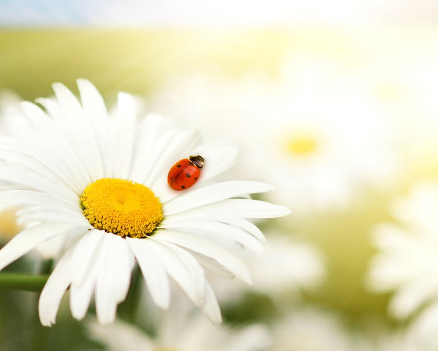 Летний день - цветы - оригинал