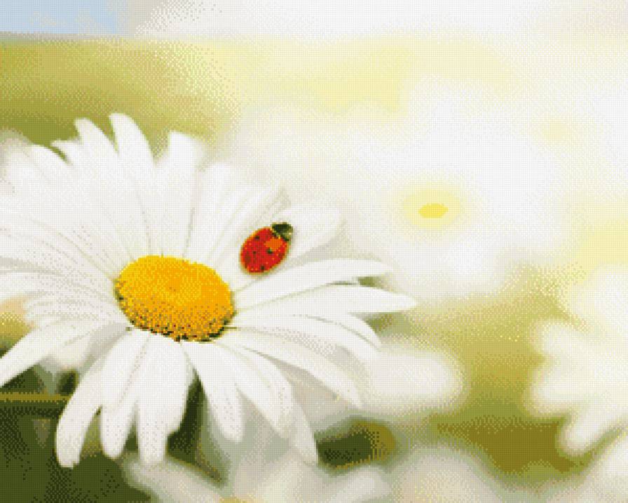 Летний день - цветы - предпросмотр