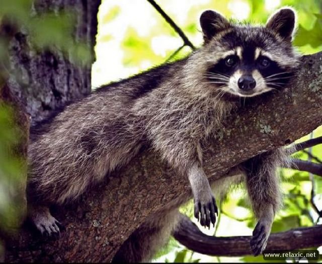 Енот ) - оригинал