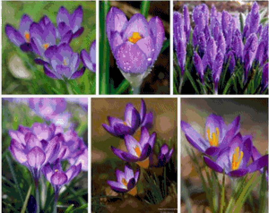 крокусы - цветы, полиптих, весна - предпросмотр