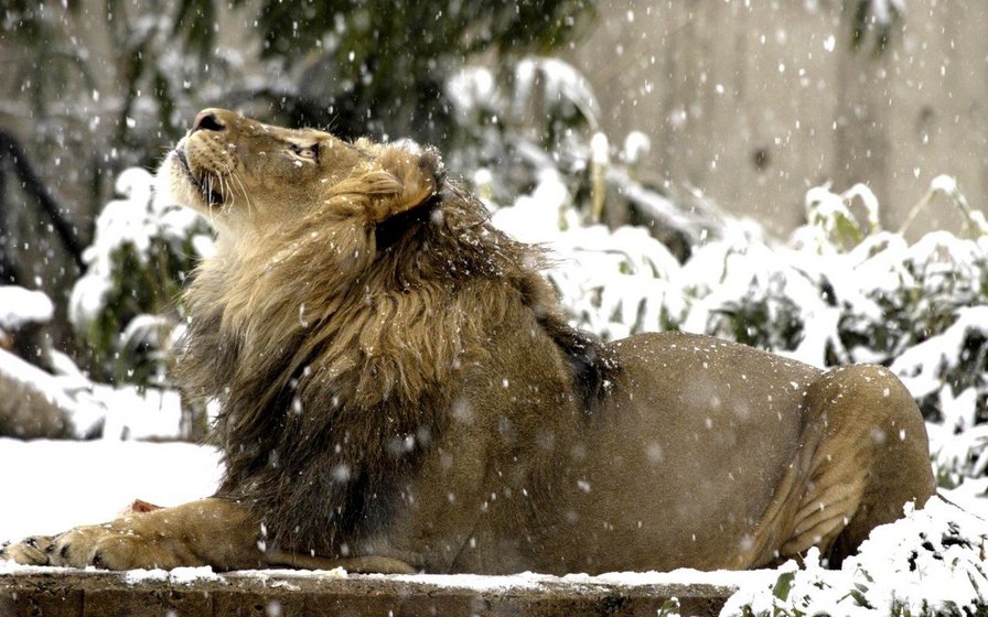 Лев - лев, зима, животные - оригинал