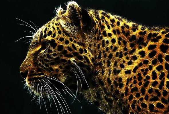 киса - животные - оригинал