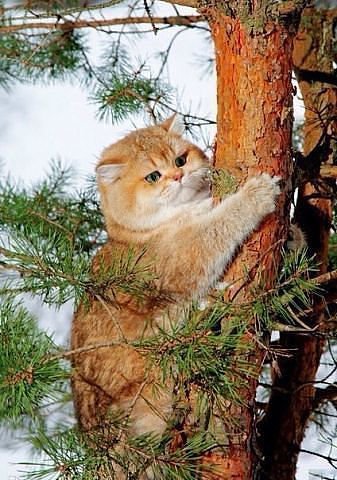 кот - кот дерево сосна - оригинал