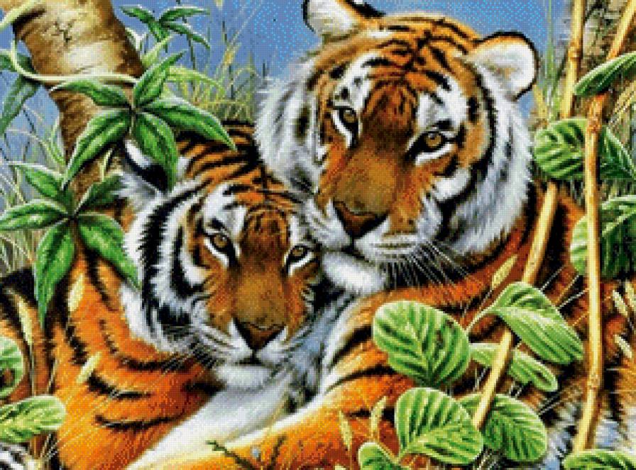 Тигры - тигры - предпросмотр
