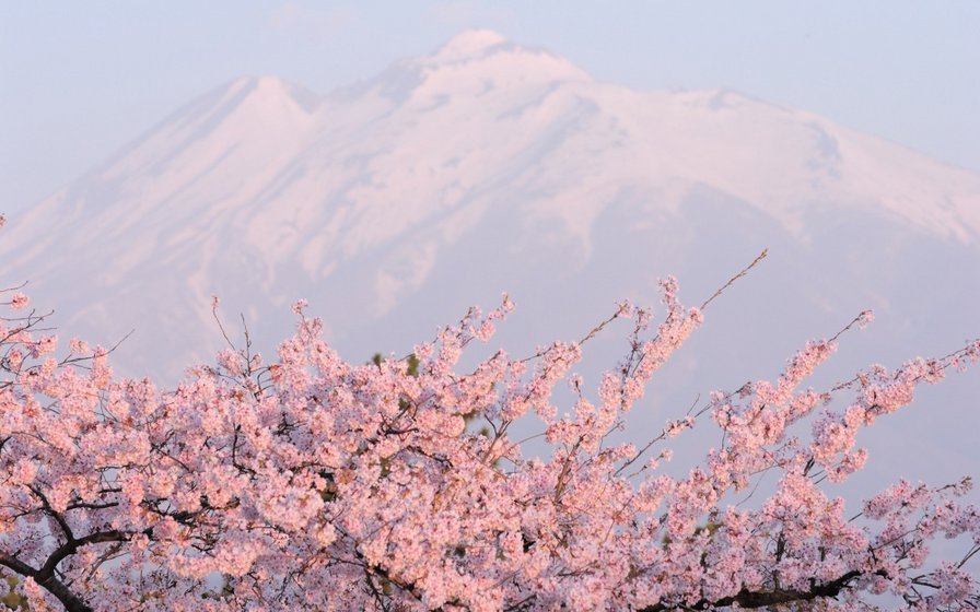 цветущая сакурасакура - сакура, япония, дерево - оригинал