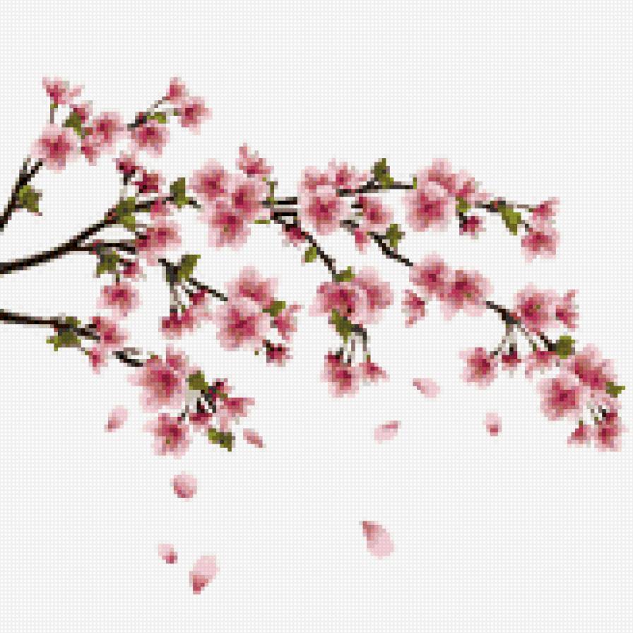 цветущая сакура - сакура, япония, ветка - предпросмотр