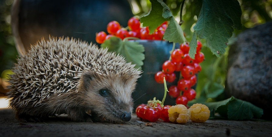 ежик - оригинал