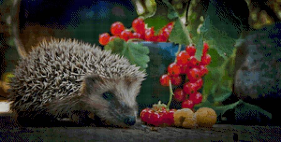 ежик - предпросмотр