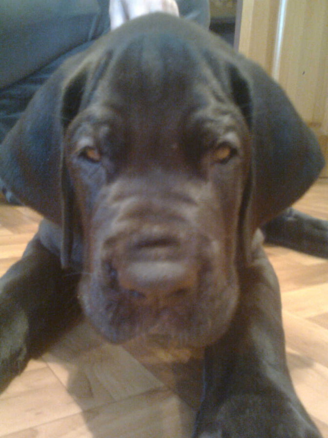 Даня - дожик - оригинал