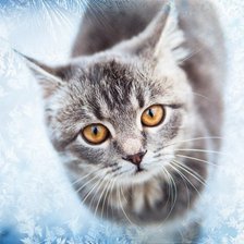 Схема вышивки «Кися»