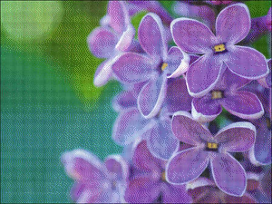 alyvos_3 - lilac, alyvos, sireni - предпросмотр