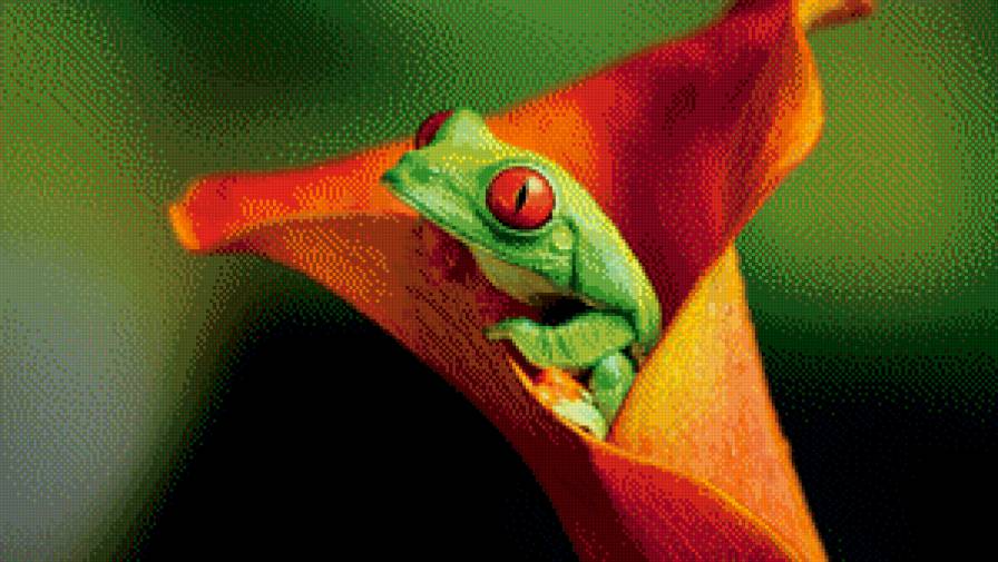 Лягушка - природа, красный, животные, зеленый - предпросмотр