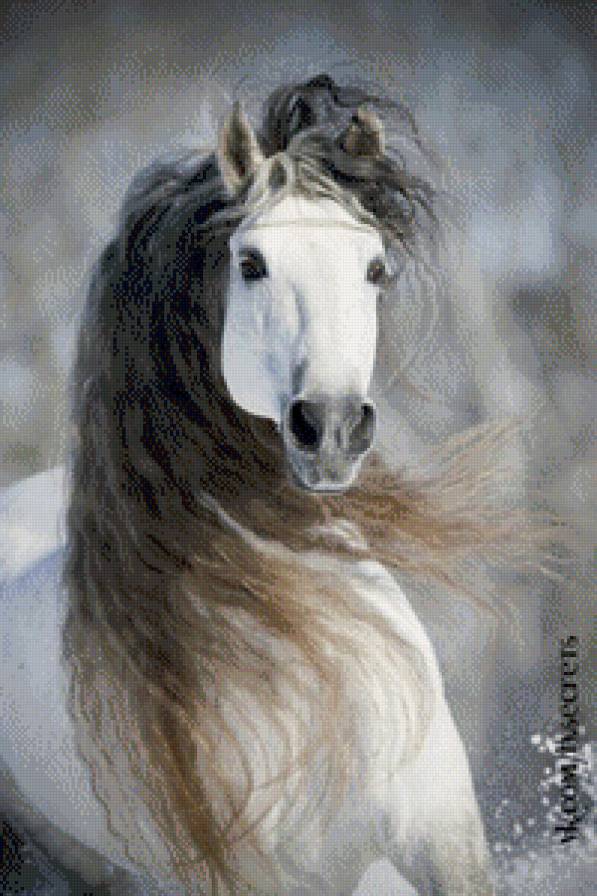 Серый ветер - лошадь, свобода, изящество - предпросмотр