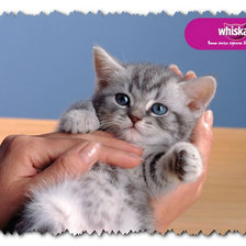 Схема вышивки «котенок вискас»