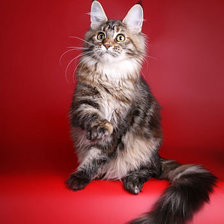 Схема вышивки «Мейн-кун»