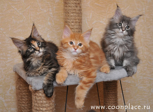 Маленькие Мейн-кунчики - оригинал