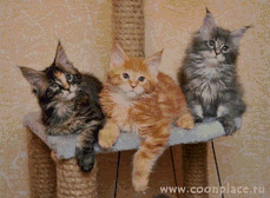 Маленькие Мейн-кунчики - предпросмотр