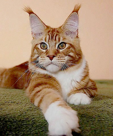 Мейн-кун 3 - оригинал