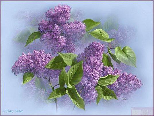 сирень - букет, сирень, цветы, роса - оригинал