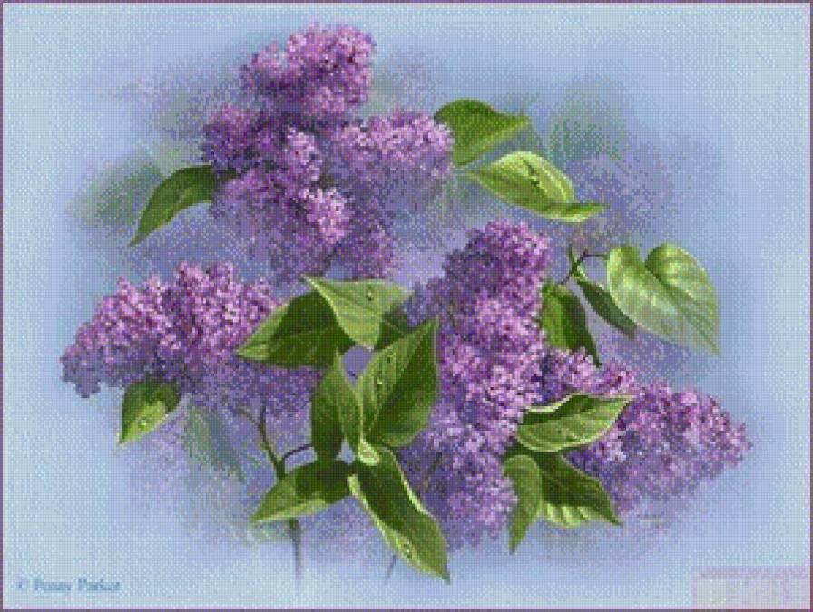 сирень - цветы, сирень, букет, роса - предпросмотр